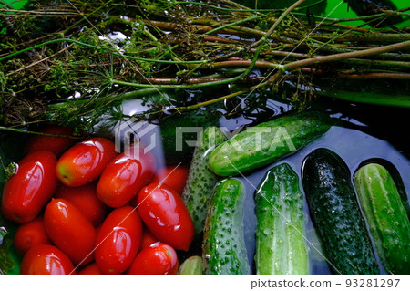 The cucumbers, tomatoes, and dill are ready for pickling once they have been picked. The cucumbers, tomatoes, and dill are ready for pickling once they have been picked. 93281297