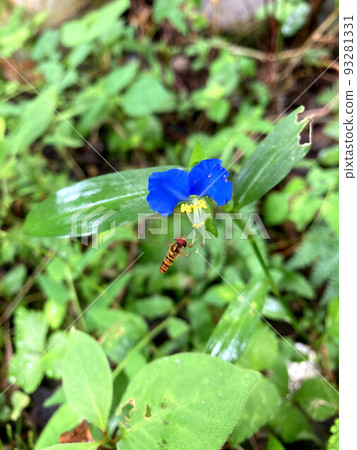 Marmalade hoverfly Marmalade hoverfly 93281331