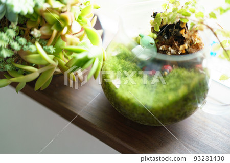 Foliage plants and cute frog dolls Foliage plants and cute frog dolls 93281430