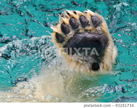 A polar bear's paws emerging from the surface of the water 93281738