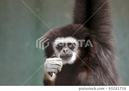 White-handed gibbon hanging showing its white hands White-handed gibbon hanging showing its white hands 93281739