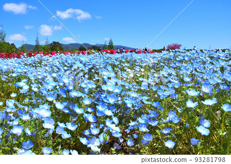 杜鵑花，nemophila 93281798