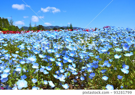 杜鵑花，nemophila 93281799