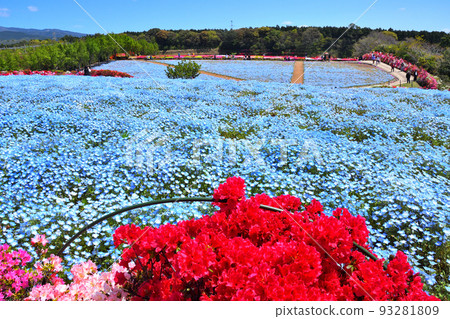 杜鵑花，nemophila 93281809