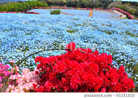 杜鵑花，nemophila 93281810