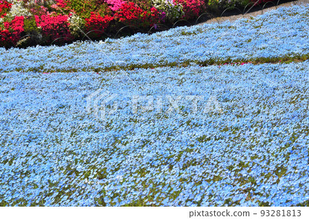 Azalea, nemophila 93281813