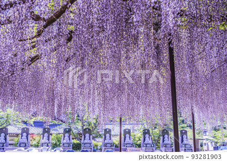 Kujuji在兵庫縣丹波市Ichibancho的Hakusu-ji Temple拍攝 Kujuji在兵庫縣丹波市Ichibancho的Hakusu-ji Temple拍攝 93281903