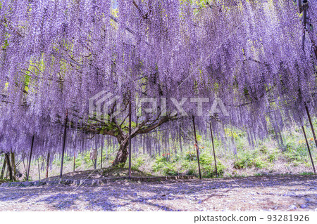 Kujuji taken at Hakusu-ji Temple, Ichibancho, Tamba City, Hyogo Prefecture 93281926