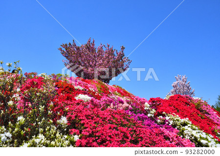 杜鵑花、櫻花 93282000