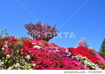 杜鵑花、櫻花 杜鵑花、櫻花 93282001