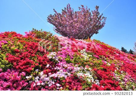 杜鵑花、櫻花 杜鵑花、櫻花 93282013