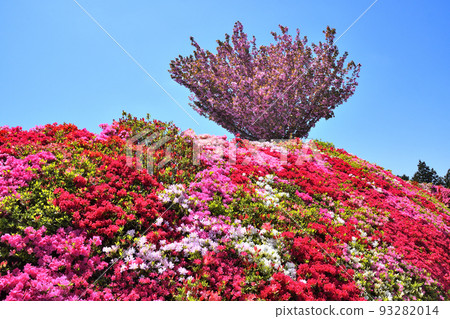 杜鵑花、櫻花 杜鵑花、櫻花 93282014