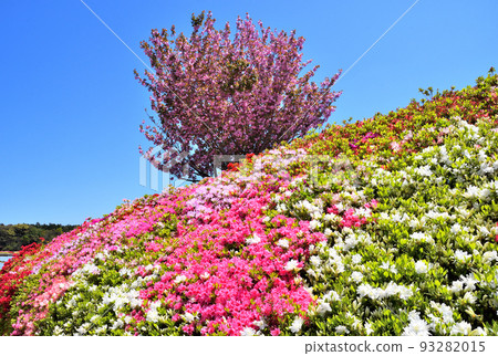 Azalea, Sakura Azalea, Sakura 93282015