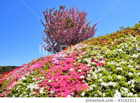 杜鵑花、櫻花 杜鵑花、櫻花 93282021