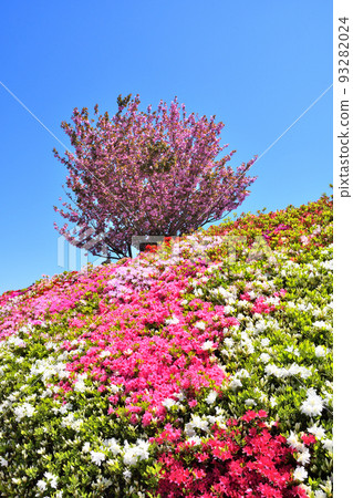 Azalea, Sakura Azalea, Sakura 93282024