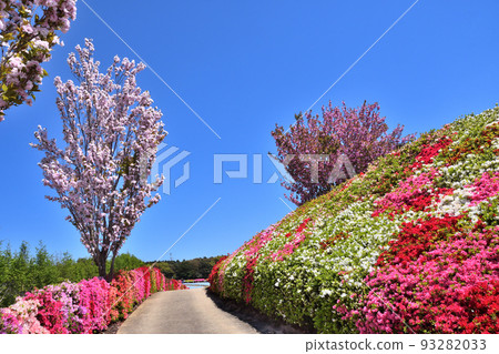 杜鵑花、櫻花 杜鵑花、櫻花 93282033