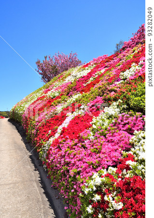 杜鵑花、櫻花 93282049