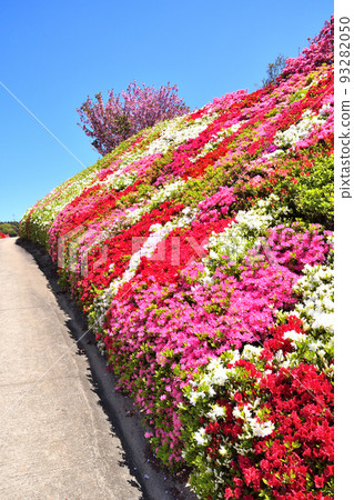 杜鵑花、櫻花 93282050