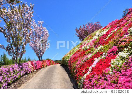 杜鵑花、櫻花 93282058