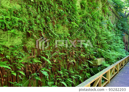 神奈川縣橫須賀市的無人島,從木板路上可以看到古色古香的磚石與常春藤纏繞在一起 神奈川縣橫須賀市的無人島,從木板路上可以看到古色古香的磚石與常春藤纏繞在一起 93282203
