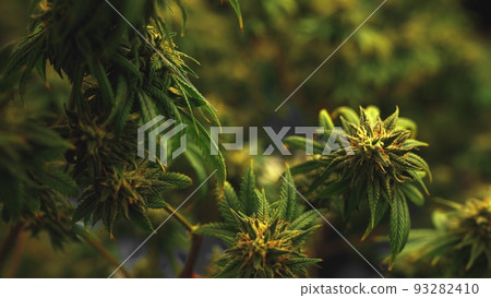 Cannabis plant in curative cannabis weed farm for medical cannabis product 93282410