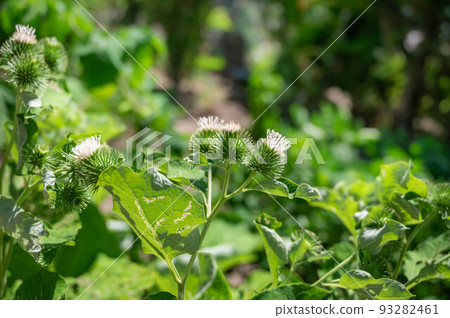 Burdock flowers and buds 93282461