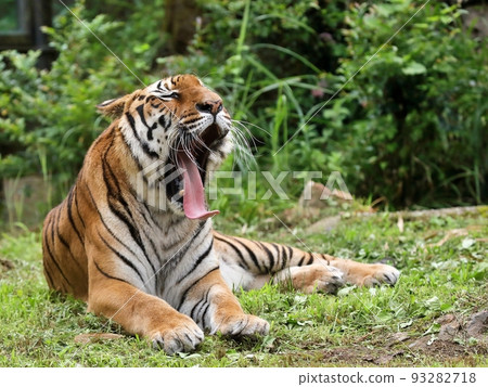 Amur tiger with mouth wide open and tongue sticking out 93282718