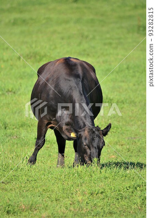 Hokkaido ranch and wagyu beef Hokkaido ranch and wagyu beef 93282815