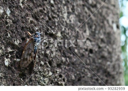 A brown cicada clinging to a tree on a summer day 93282939