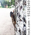 Abra cicada perched on a tree in a summer park 1 93282949