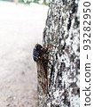 Abra cicada perched on a tree in a summer park 2 93282950