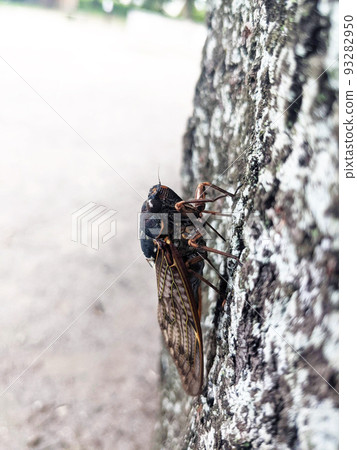 Abra cicada perched on a tree in a summer park 2 Abra cicada perched on a tree in a summer park 2 93282950
