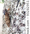 Abra cicada perched on a tree in a summer park 3 93282951