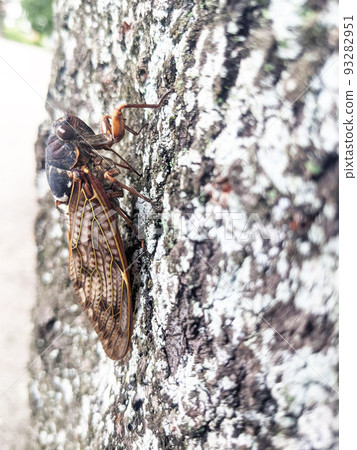 Abra cicada perched on a tree in a summer park 3 Abra cicada perched on a tree in a summer park 3 93282951