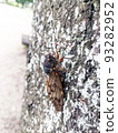 Abra cicada perched on a tree in a summer park 4 93282952