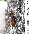 Abra cicada perched on a tree in a summer park 5 93282953