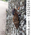 Abra cicada perched on a tree in a summer park 6 93282954