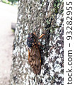 Abura cicada perched on a tree in a summer park 7 93282955