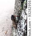 Abra cicada perched on a tree in a summer park 8 93282956