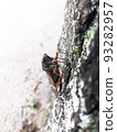 Abra cicada perched on a tree in a summer park 9 93282957