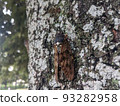 Abra cicada perched on a tree in a summer park 10 93282958
