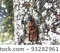 Two black cicadas perched on a tree in a summer park 3 93282961