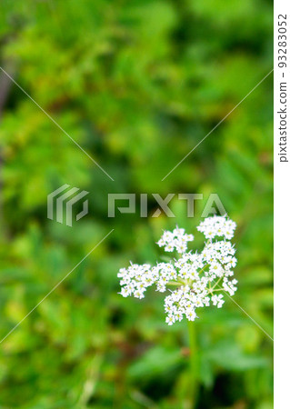 Hakusanbofu in bloom at Mt. Kashima Yarigatake in the Ushiro Tateyama Mountain Range in Nagano Prefecture 93283052