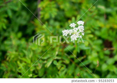 Hakusanbofu in bloom at Mt. Kashima Yarigatake in the Ushiro Tateyama Mountain Range in Nagano Prefecture Hakusanbofu in bloom at Mt. Kashima Yarigatake in the Ushiro Tateyama Mountain Range in Nagano Prefecture 93283053