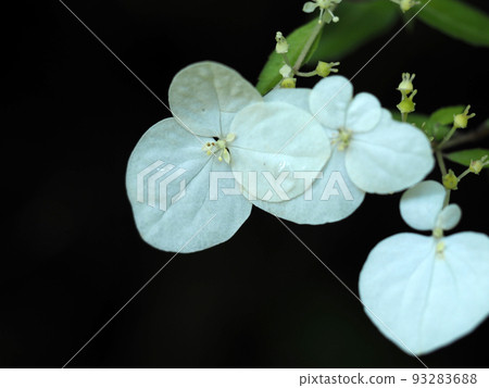 繡球花白花 繡球花白花 93283688