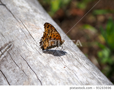 Black-winged fritillary perching on a tree 93283696