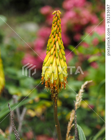 toritoma or torch lily 93283697
