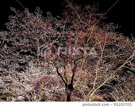 Night cherry blossoms at Mitsui-ji Temple Night cherry blossoms at Mitsui-ji Temple 93283701
