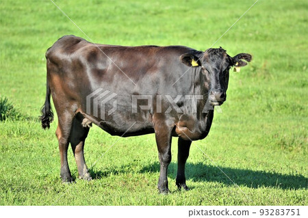 Hokkaido ranch and wagyu beef 93283751