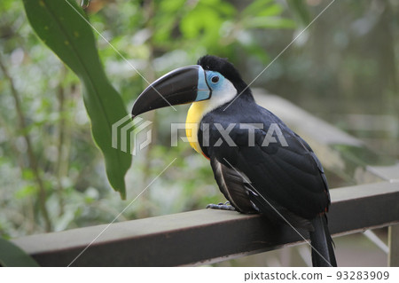 toucan bird in natural setting in singapore toucan bird in natural setting in singapore 93283909